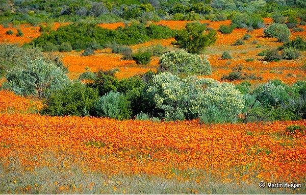 Đến châu Phi ngắm cảnh đẹp ngàn hoa cúc